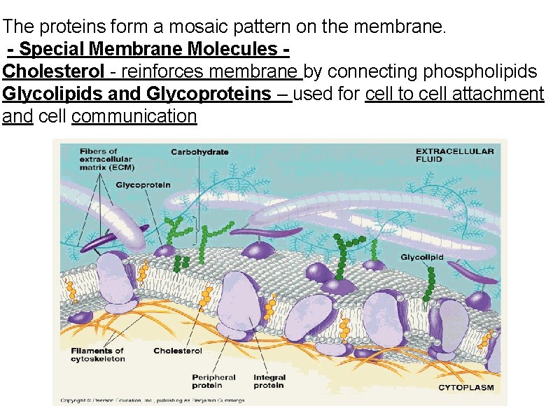 The proteins form a mosaic pattern on the membrane. - Special Membrane Molecules Cholesterol