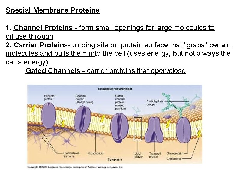 Special Membrane Proteins 1. Channel Proteins - form small openings for large molecules to