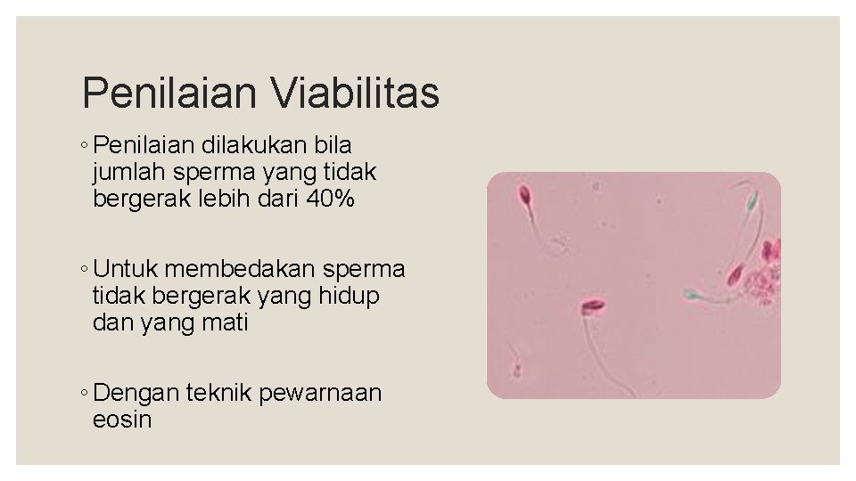 Penilaian Viabilitas ◦ Penilaian dilakukan bila jumlah sperma yang tidak bergerak lebih dari 40%