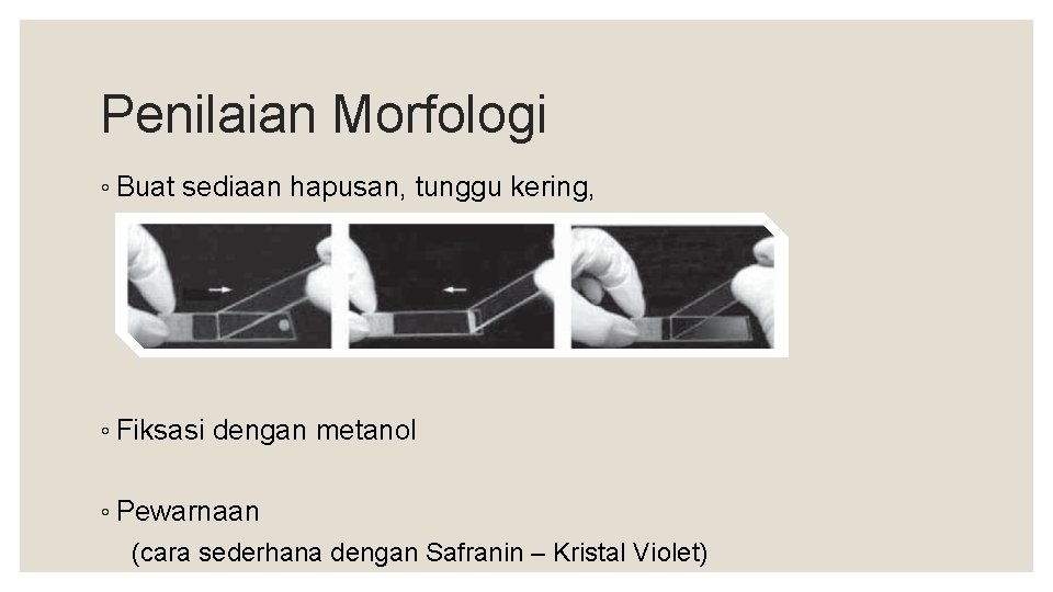 Penilaian Morfologi ◦ Buat sediaan hapusan, tunggu kering, ◦ Fiksasi dengan metanol ◦ Pewarnaan