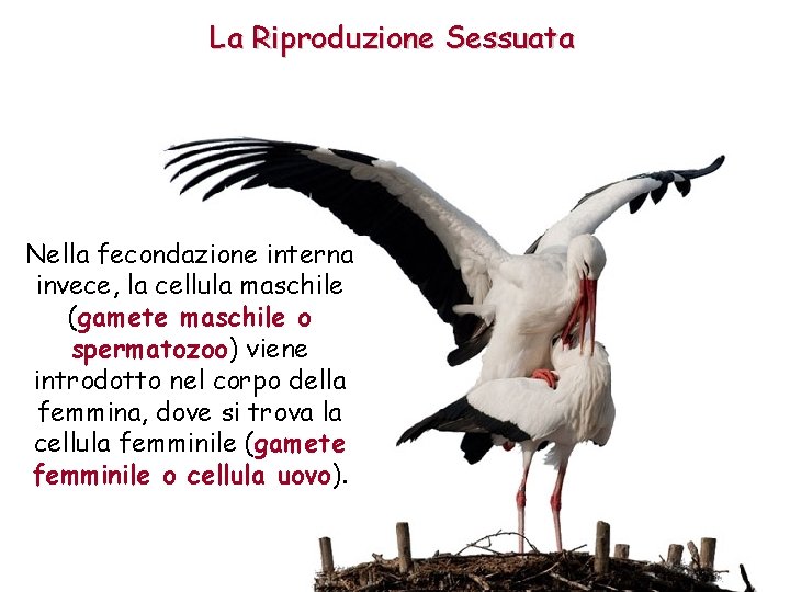 La Riproduzione Sessuata Nella fecondazione interna invece, la cellula maschile (gamete maschile o spermatozoo)