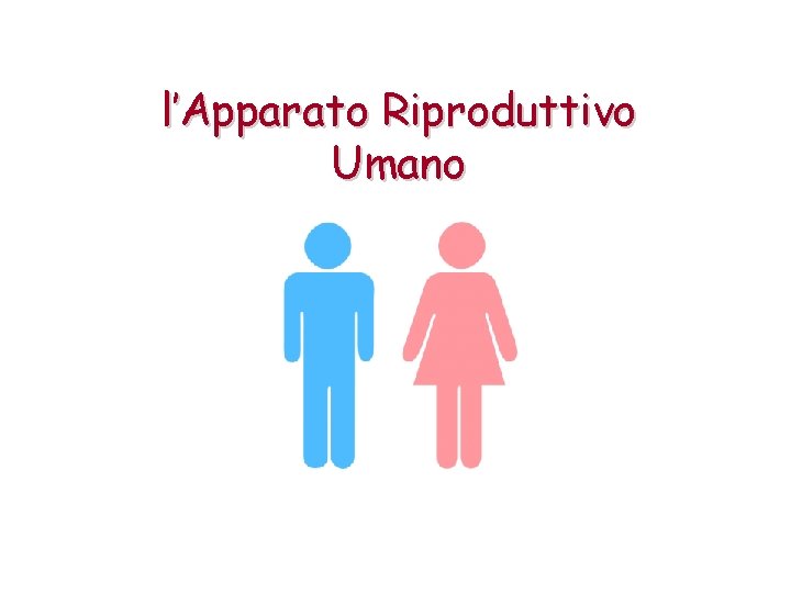 l’Apparato Riproduttivo Umano 