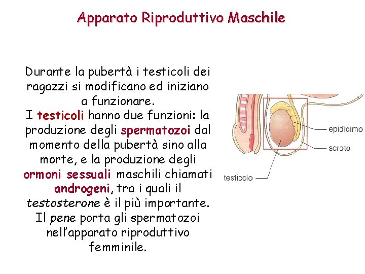 Apparato Riproduttivo Maschile Durante la pubertà i testicoli dei ragazzi si modificano ed iniziano