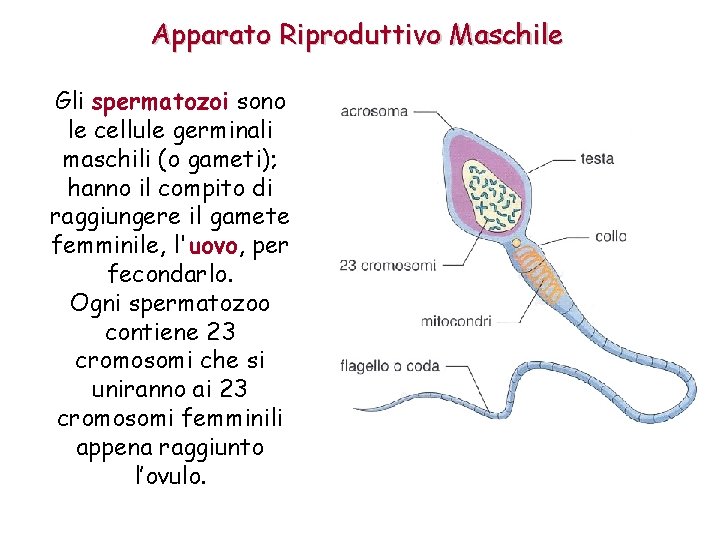 Apparato Riproduttivo Maschile Gli spermatozoi sono le cellule germinali maschili (o gameti); hanno il