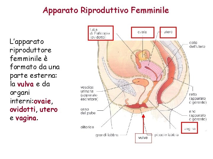 Apparato Riproduttivo Femminile L’apparato riproduttore femminile è formato da una parte esterna: la vulva