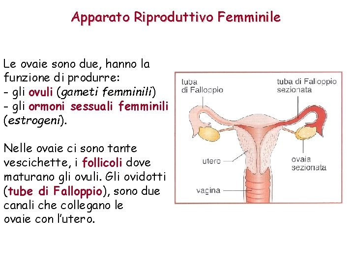 Apparato Riproduttivo Femminile Le ovaie sono due, hanno la funzione di produrre: - gli