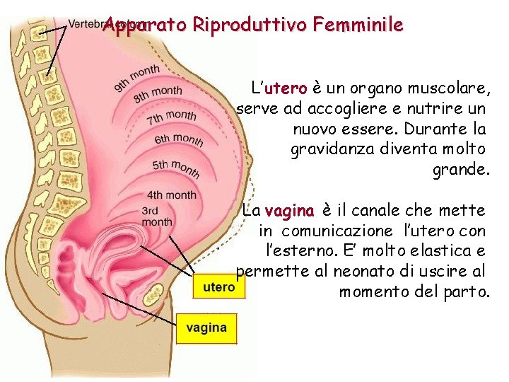 Apparato Riproduttivo Femminile L’utero è un organo muscolare, serve ad accogliere e nutrire un