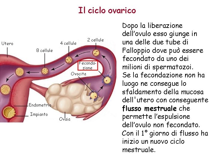 Il ciclo ovarico Dopo la liberazione dell’ovulo esso giunge in una delle due tube