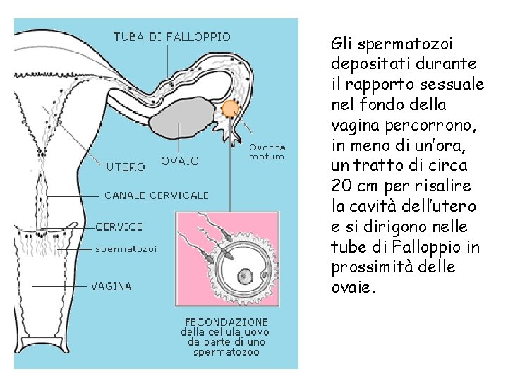 Gli spermatozoi depositati durante il rapporto sessuale nel fondo della vagina percorrono, in meno