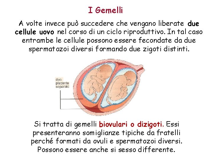 I Gemelli A volte invece può succedere che vengano liberate due cellule uovo nel