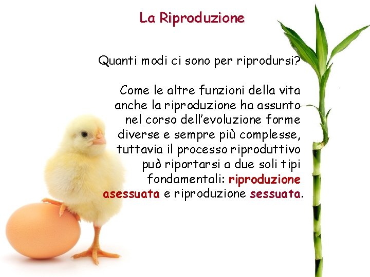 La Riproduzione Quanti modi ci sono per riprodursi? Come le altre funzioni della vita