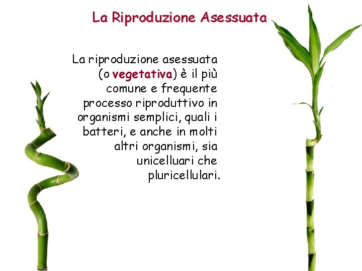 La Riproduzione Asessuata La riproduzione asessuata (o vegetativa) è il più comune e frequente