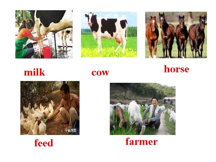 milk feed horse cow farmer 