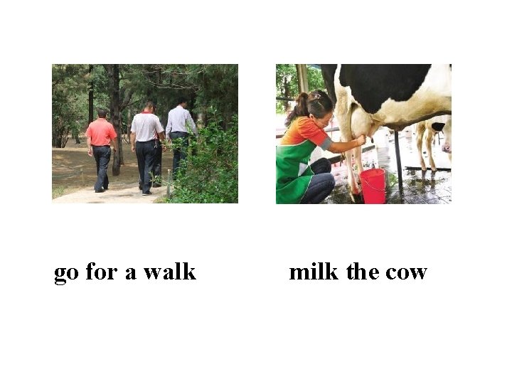 go for a walk milk the cow 