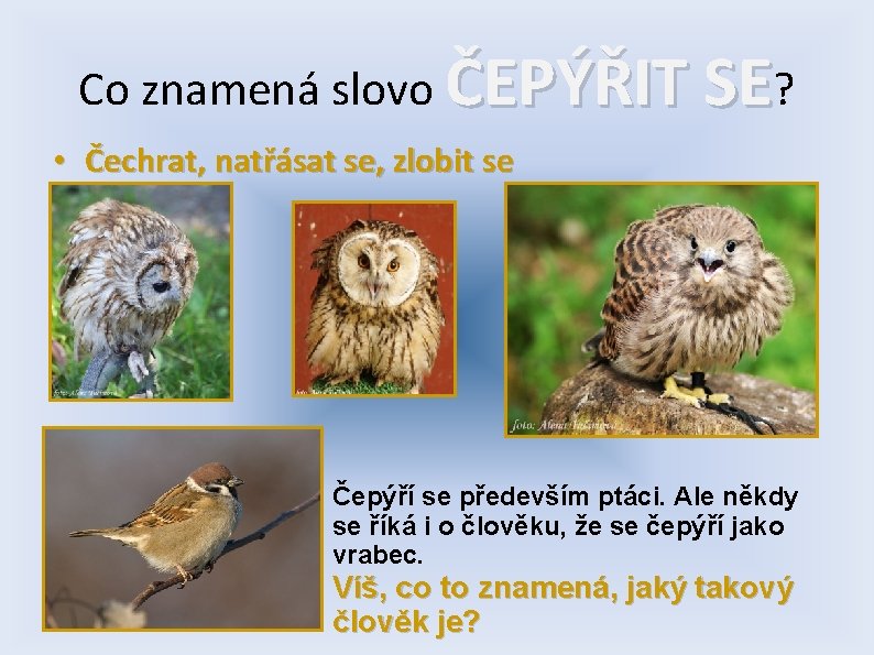 Co znamená slovo ČEPÝŘIT SE? • Čechrat, natřásat se, zlobit se Čepýří se především