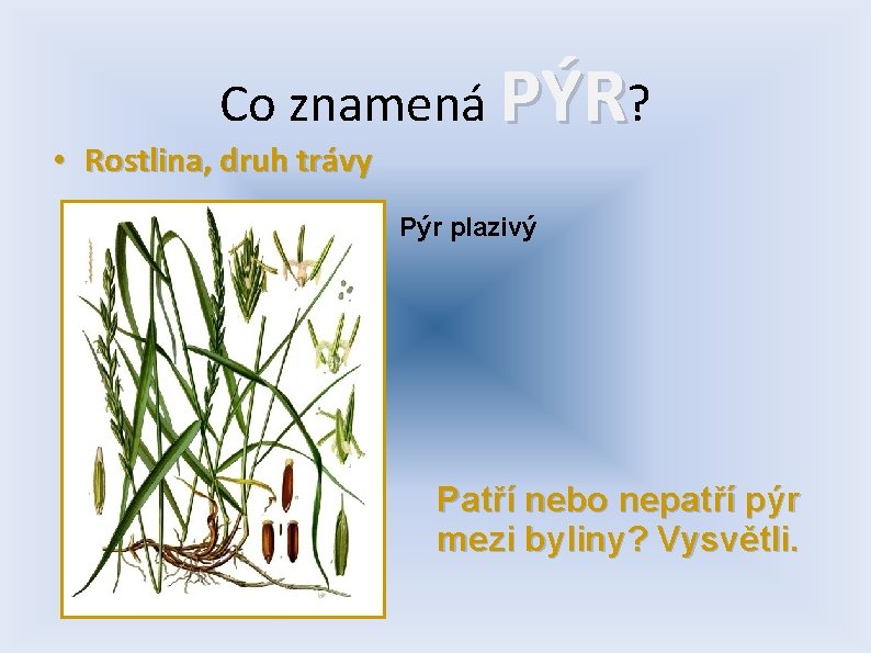 Co znamená PÝR? • Rostlina, druh trávy Pýr plazivý Patří nebo nepatří pýr mezi