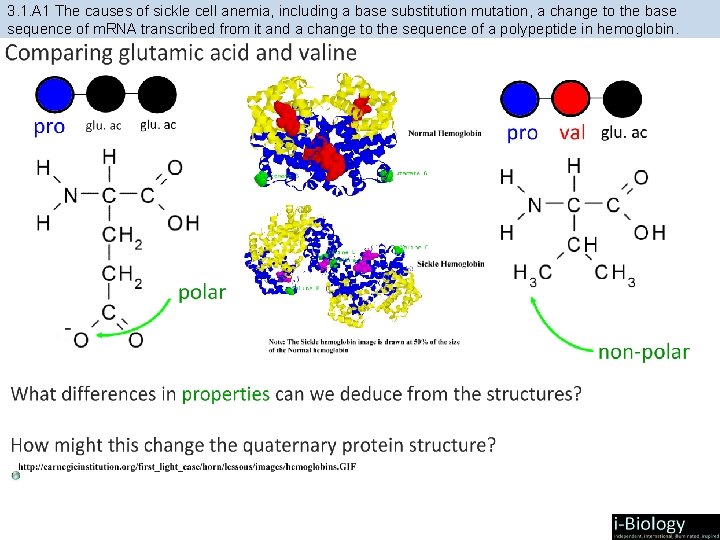 3. 1. A 1 The causes of sickle cell anemia, including a base substitution