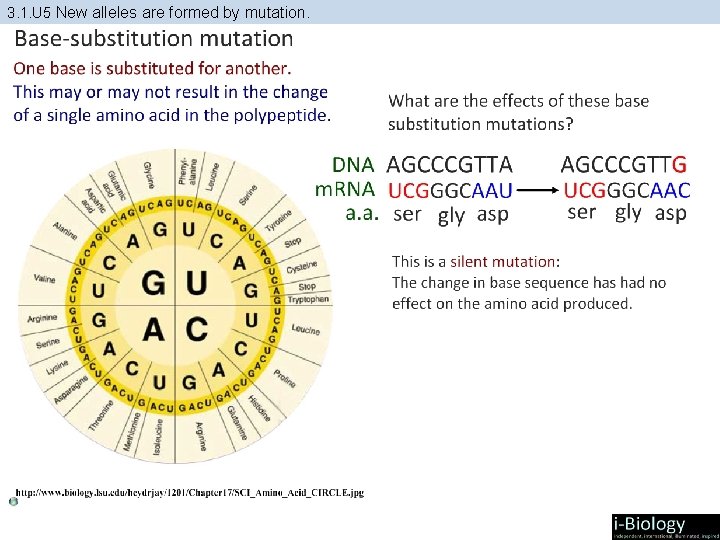 3. 1. U 5 New alleles are formed by mutation. 