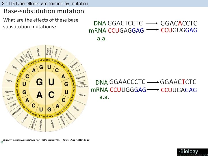 3. 1. U 5 New alleles are formed by mutation. 