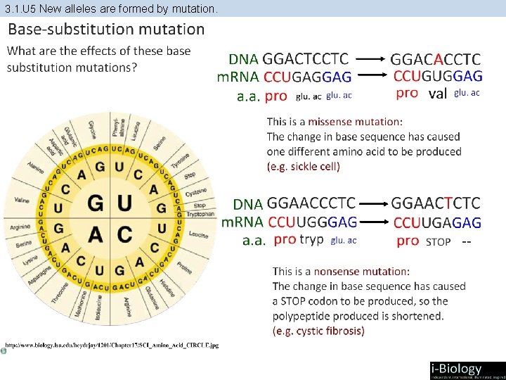 3. 1. U 5 New alleles are formed by mutation. 