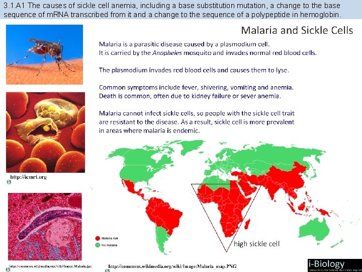 3. 1. A 1 The causes of sickle cell anemia, including a base substitution