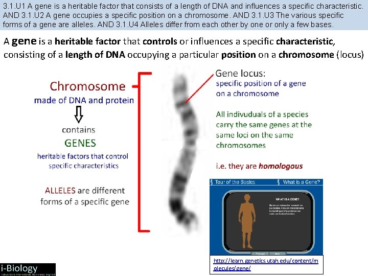 3. 1. U 1 A gene is a heritable factor that consists of a