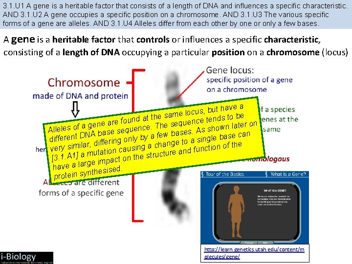 3. 1. U 1 A gene is a heritable factor that consists of a