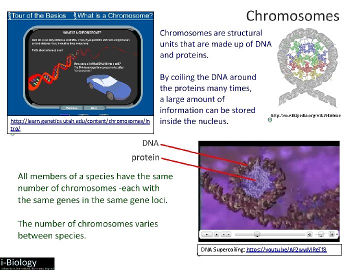 http: //learn. genetics. utah. edu/content/chromosomes/in tro/ DNA Supercoiling: https: //youtu. be/AF 2 ww. MRe.