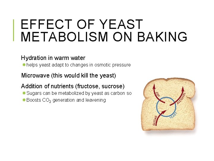 EFFECT OF YEAST METABOLISM ON BAKING Hydration in warm water helps yeast adapt to