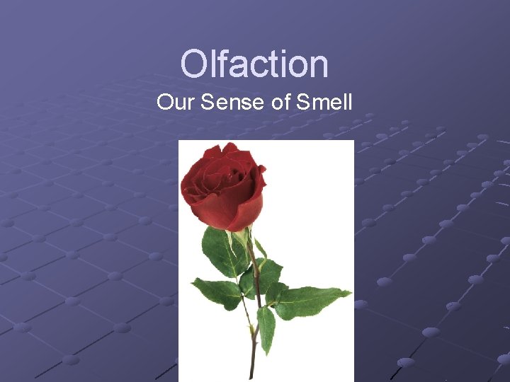 Olfaction Our Sense of Smell 