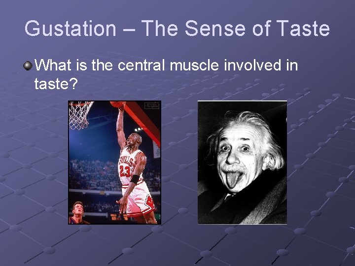 Gustation – The Sense of Taste What is the central muscle involved in taste?