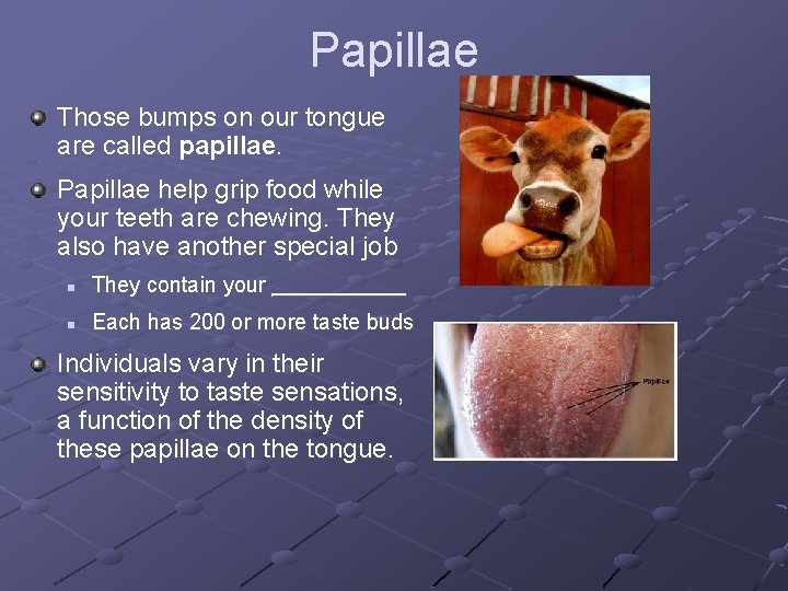 Papillae Those bumps on our tongue are called papillae. Papillae help grip food while