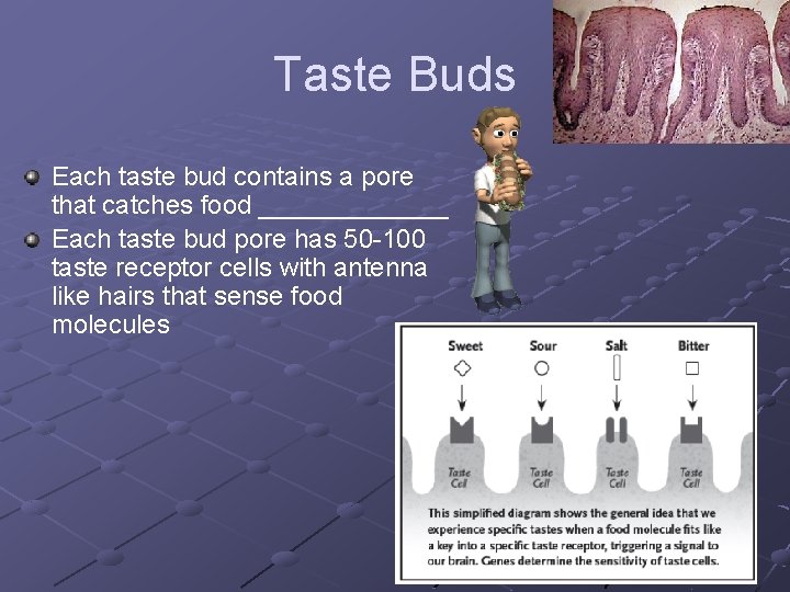Taste Buds Each taste bud contains a pore that catches food _______ Each taste