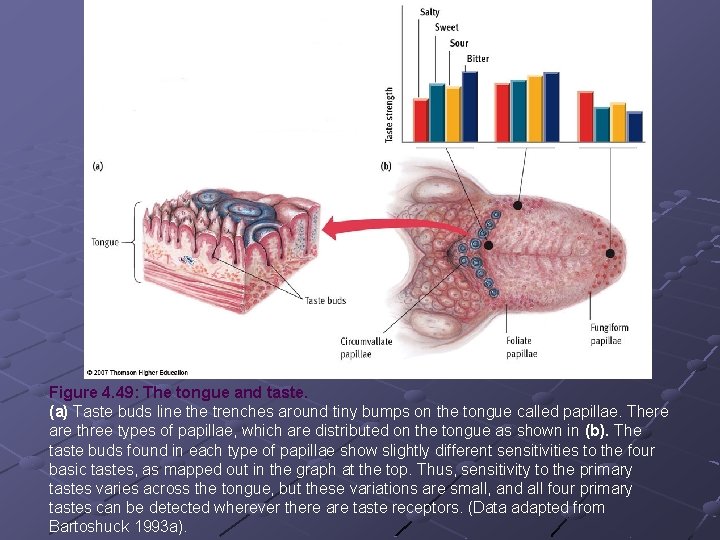 Figure 4. 49: The tongue and taste. (a) Taste buds line the trenches around