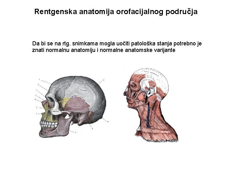 Rentgenska anatomija orofacijalnog područja Da bi se na rtg. snimkama mogla uočiti patološka stanja