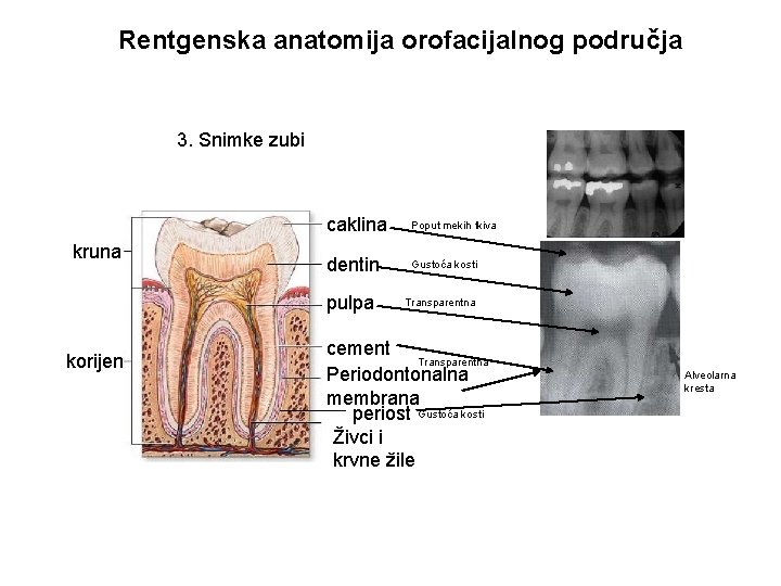Rentgenska anatomija orofacijalnog područja 3. Snimke zubi kruna caklina Poput mekih tkiva dentin Gustoća