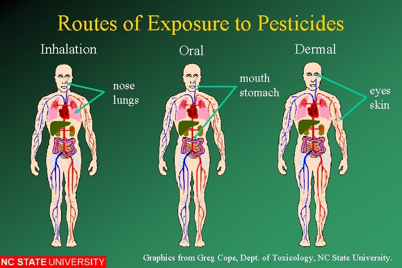 Routes of Exposure to Pesticides Inhalation Dermal Oral nose lungs mouth stomach eyes skin