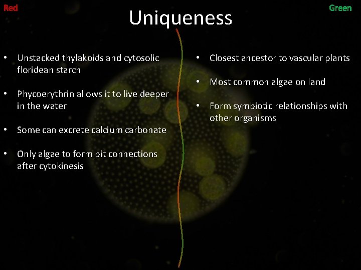 Uniqueness • Unstacked thylakoids and cytosolic floridean starch • Phycoerythrin allows it to live