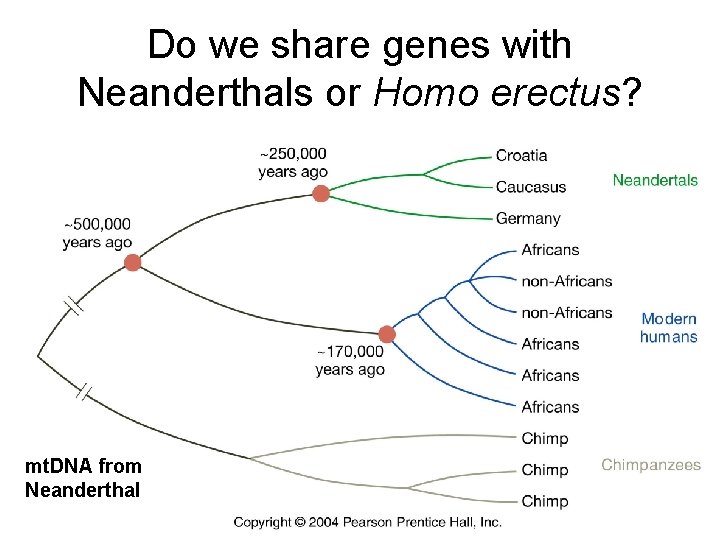 Do we share genes with Neanderthals or Homo erectus? mt. DNA from Neanderthal 
