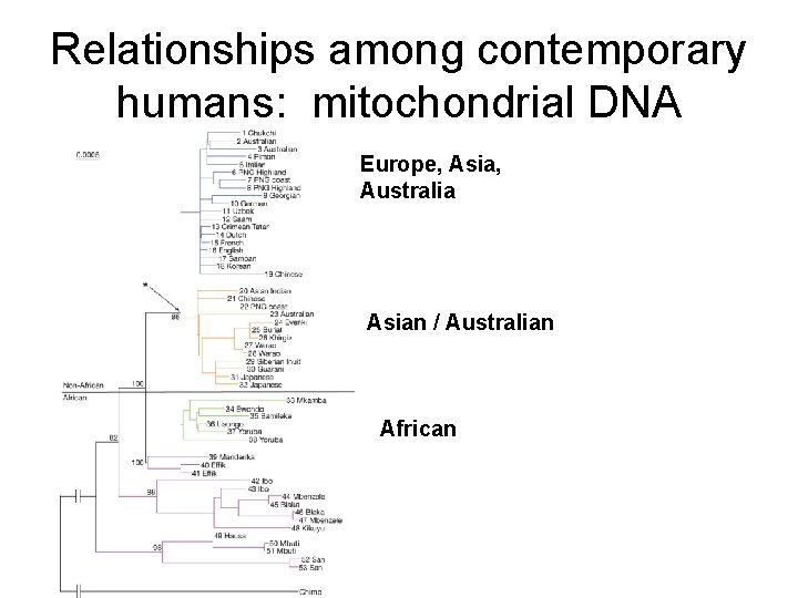 Relationships among contemporary humans: mitochondrial DNA Europe, Asia, Australia Asian / Australian African 