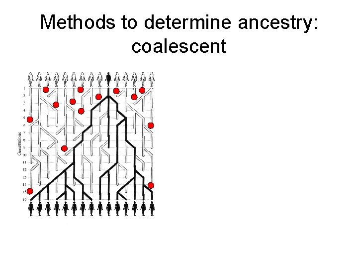 Methods to determine ancestry: coalescent 