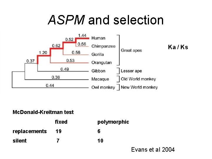 ASPM and selection Ka / Ks Mc. Donald-Kreitman test fixed polymorphic replacements 19 6