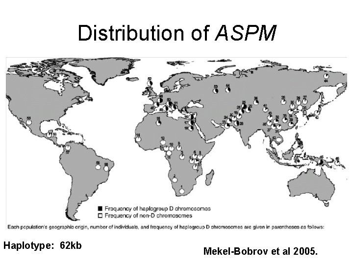 Distribution of ASPM Haplotype: 62 kb Mekel-Bobrov et al 2005. 