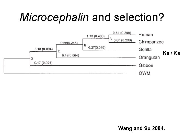 Microcephalin and selection? Ka / Ks Wang and Su 2004. 