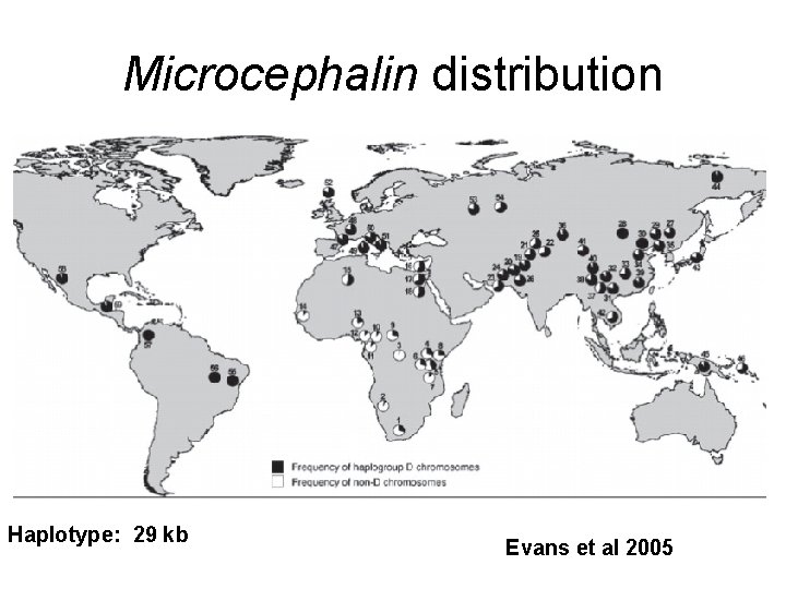Microcephalin distribution Haplotype: 29 kb Evans et al 2005 