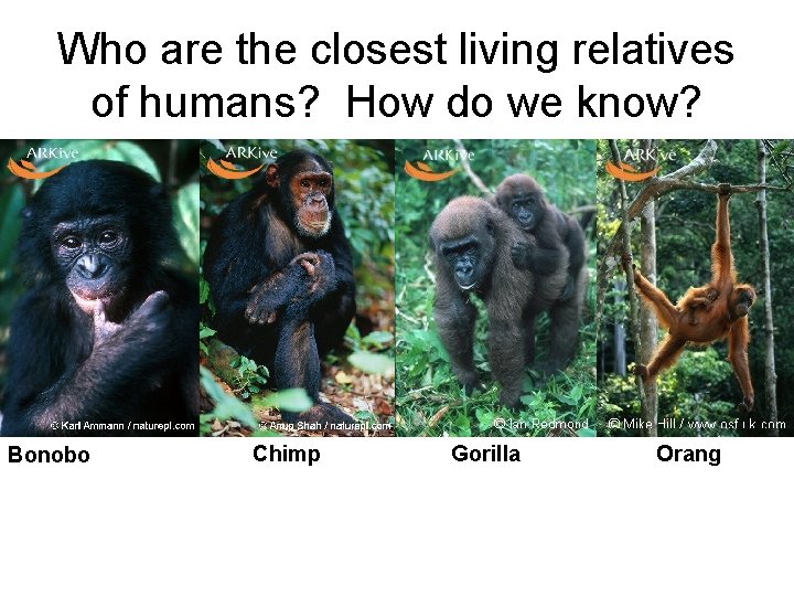 Who are the closest living relatives of humans? How do we know? Bonobo Chimp