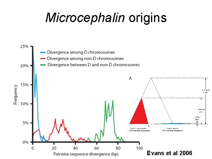 Microcephalin origins Evans et al 2006 