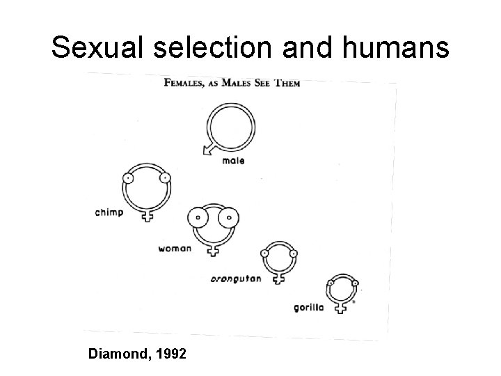 Sexual selection and humans Diamond, 1992 