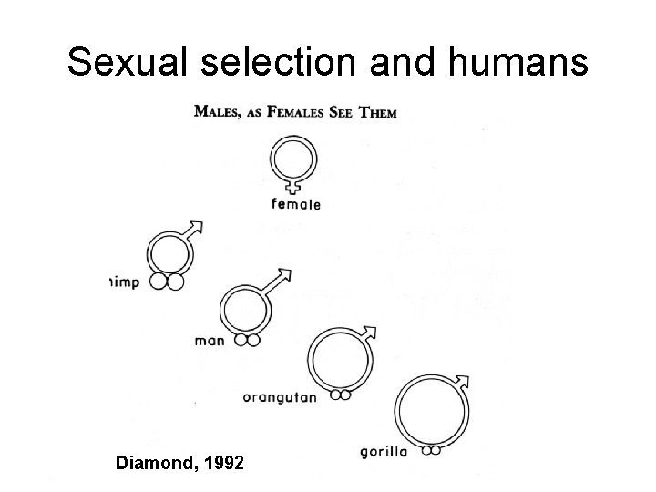 Sexual selection and humans Diamond, 1992 