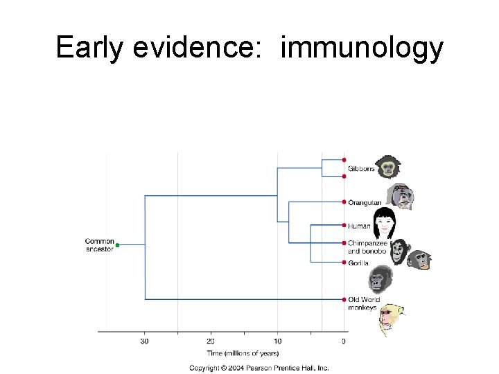 Early evidence: immunology 